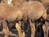 Carnero, Arashan sheep — foto 2