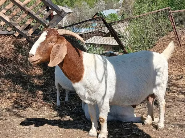 Козёл, Бурская коза