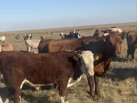 Cow, Cattle — photo 2