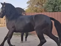 母马, Friesian — 照片 5
