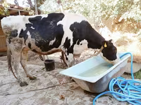 Vaca, Raza Holstein — foto 1