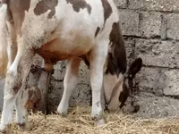 Cattle (batch, sex not specified), Cattle — photo 3
