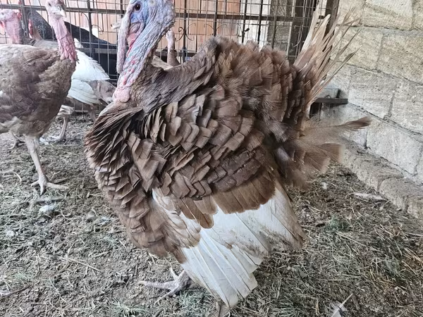 أبيض عريض الصدر