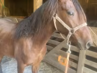 Caballo, Rocky Mountain Horse — foto 4