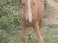 Caballo, Azerbaijan horse — foto 1