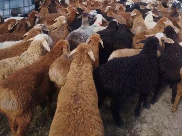 Carnero, Ovejas