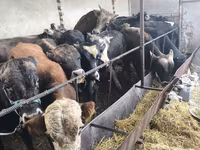 Bull, Karaku — photo 1