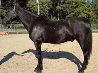 Caballo, Morgan — foto 2