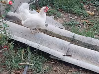 Chickens — Foto 8