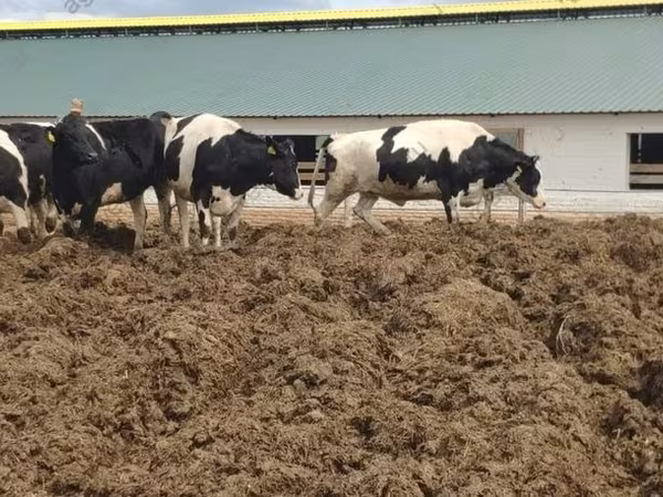 Vaca, Russian Black pied cattle
