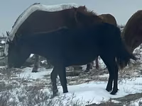 Stute, Horse breed — Foto 3