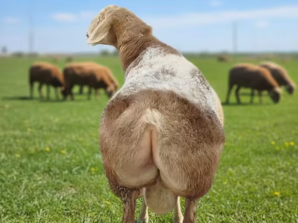 Ram, Tian-Shan semifinewool sheep