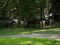 Hengst, Racking Horse — Foto 6