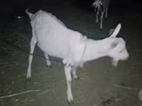 Ziegenbock, Saanen goat — Foto 1