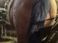 Yegua, Caballos — foto 6