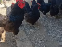 Gallo de pelea de fosa australiano — foto 2