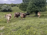 公牛, Brown Carpathian breed — 照片 1