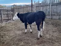 Vaca, Russian Black pied cattle — foto 1