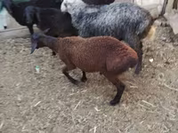 Widder, Arabi sheep — Foto 7