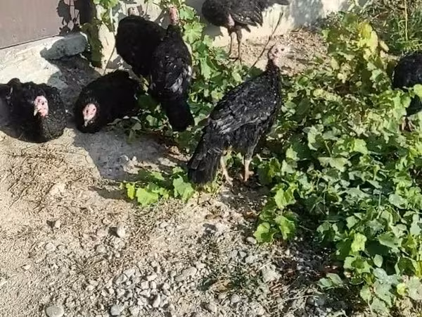 Chickens