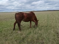 母马, Horses — 照片 1