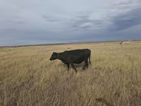 Vaca, Ganado vacuno — foto 4