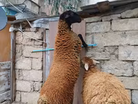 Ram, Blackheaded Persian sheep — photo 1