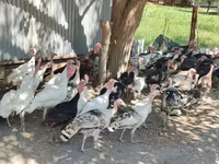 Turkeys — الصورة 6