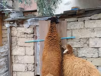 Ram, Blackheaded Persian sheep — photo 2