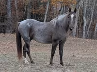 حصان, Palomino — الصورة 3