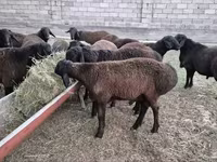 Widder, Hissar sheep — Foto 4