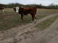 ثور, Simmental cattle — الصورة 2