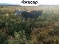 母牛, Latvian Blue cattle — 照片 2