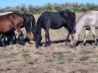 Stute, Kazakh horse — Foto 2
