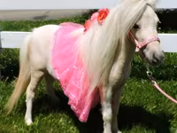 فرس, Palomino — الصورة 3