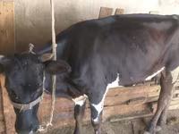 Kuh, Russian Black pied cattle — Foto 1