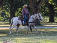 Horse (M), Appaloosa — photo 5
