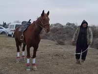 Horse (M), Karabakh horse — photo 2