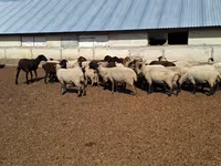 Sheep, White Suffolk sheep — photo 2