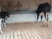 بقرة, Latvian Blue cattle — الصورة 5