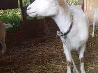 Cabra, Saanen goat — foto 2