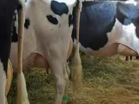 Vaca, Swiss cattle — foto 2