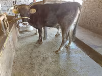 Cow, Russian Black pied cattle — photo 1