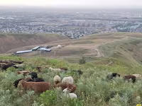 كبش, الأغنام — الصورة 1