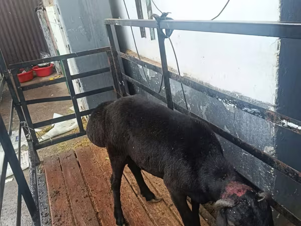 Ram, Hissar sheep
