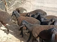 Sheep (batch, sex not specified), Tajik sheep — photo 3