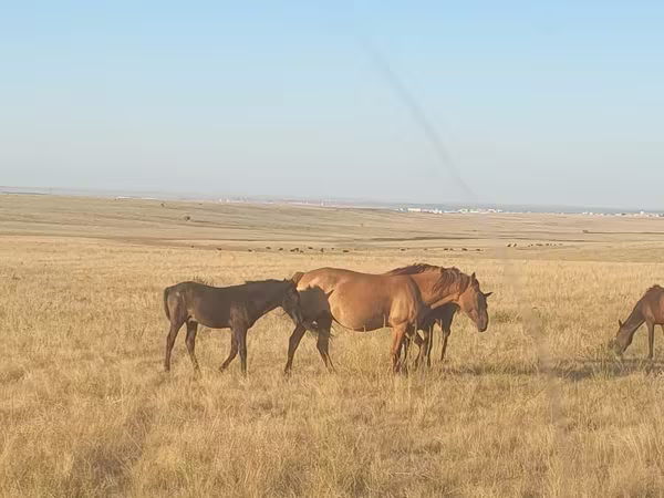 Yegua, Kazakh horse