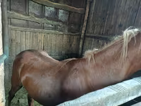 Caballo, Horse breed — foto 2