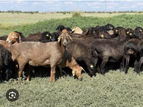 Widder, Schafe