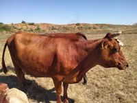 Vaca, Ganado vacuno — foto 3
